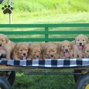 Buster, Golden Retriever Puppy